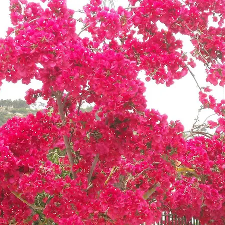 Erietta 3* スヴォロナータ