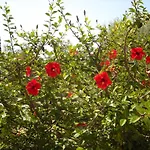 Erietta 3* Svoronata