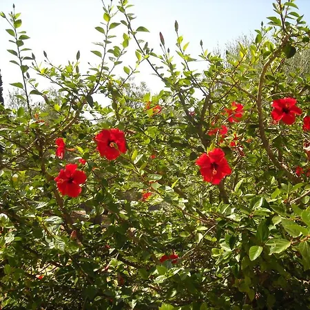 Erietta 3* Svoronata